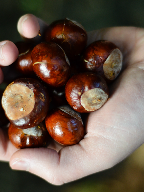 Conker Season is Upon Us