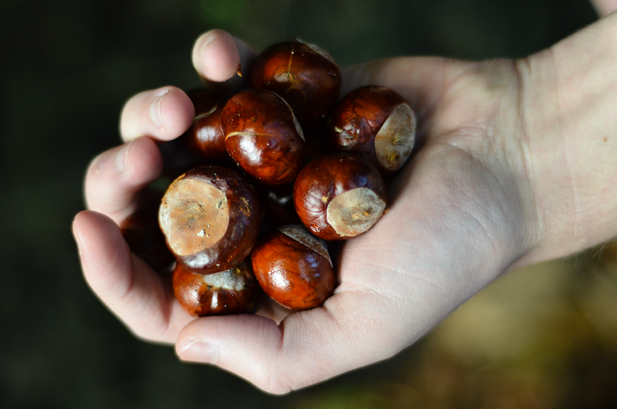 day 269 conker season is upon us