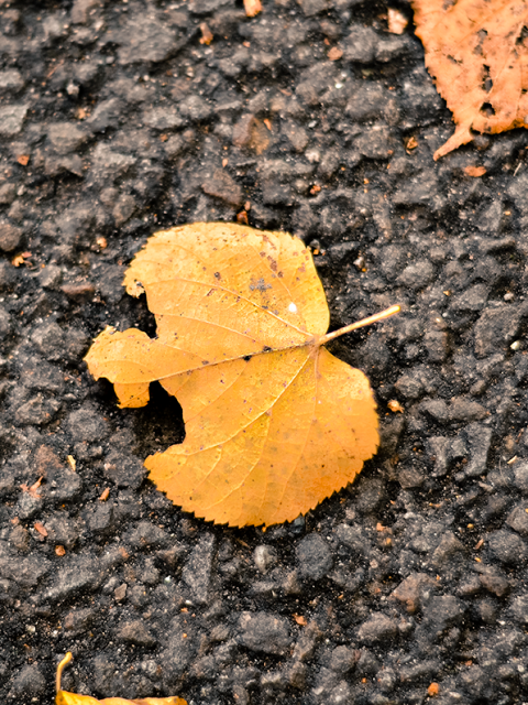 Pumpkin Patch Drama