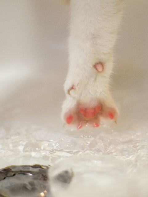 Water Obsession: Kitten Takes a Dip!