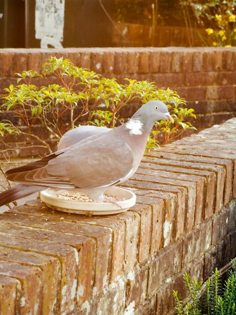 Greedy Birds