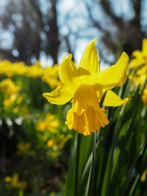 Daffodils and Candlesticks