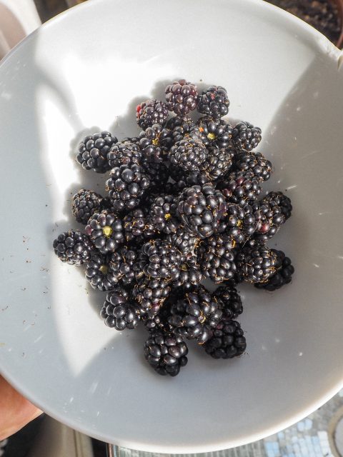 Berry Picking