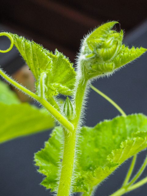 Garden Growth