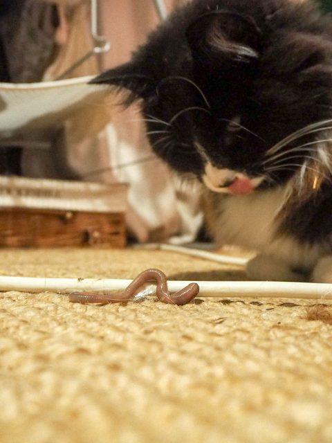 The Cat And The Worm