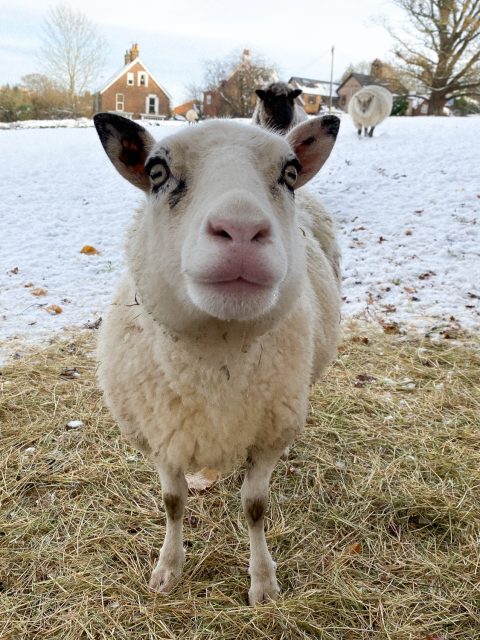 Feeding Sheep & Disassembling the Studio